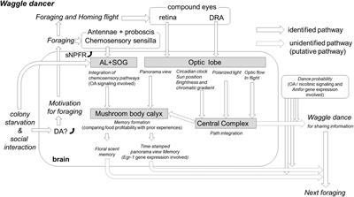 In search of behavioral and brain processes involved in honey bee dance communication